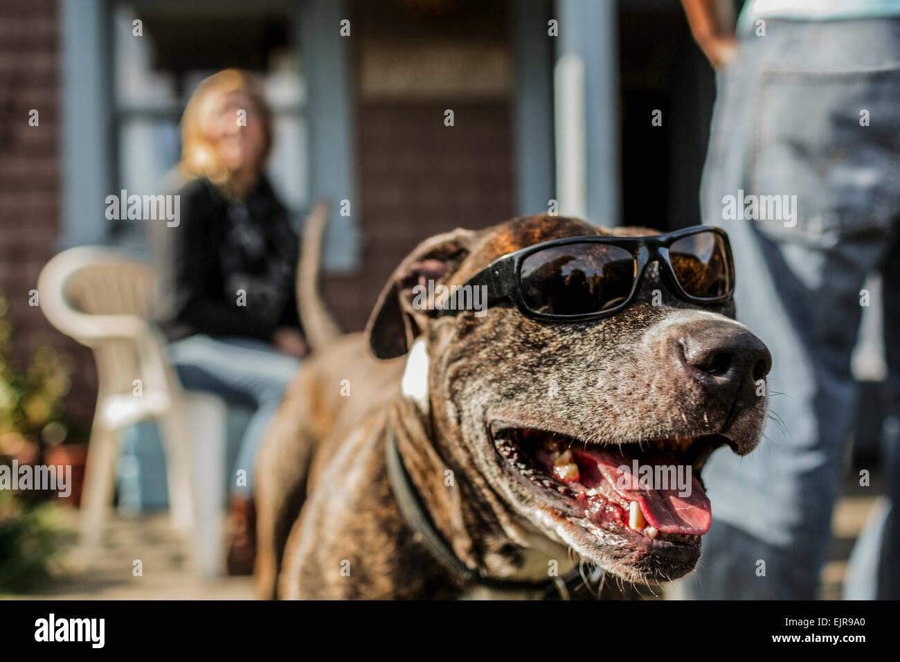 Close up of panting dog wearing sunglasses Stock Photo