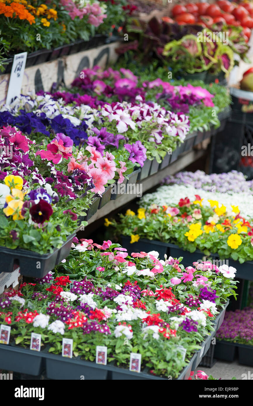 Potted flowers in market Stock Photo Alamy