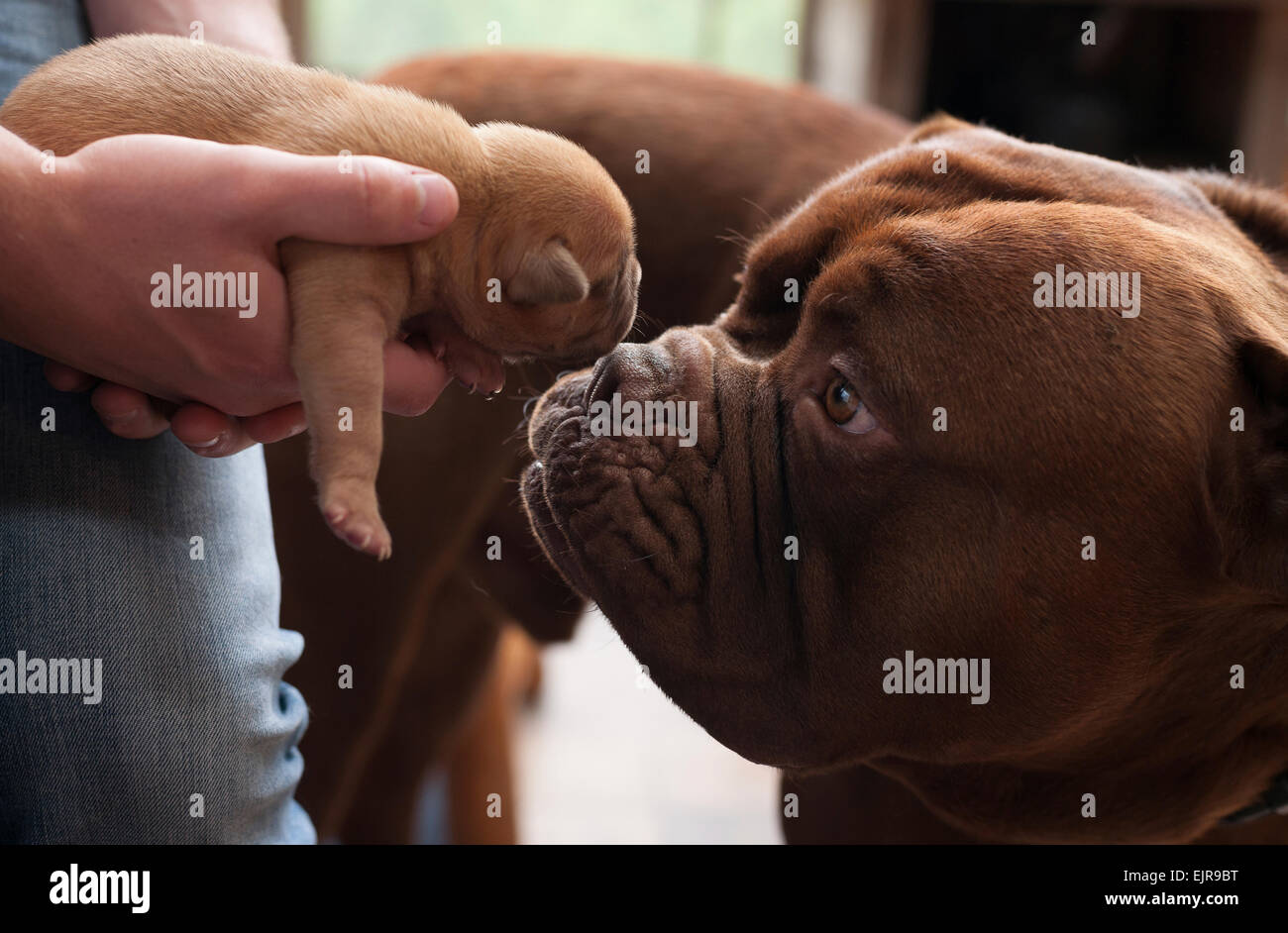 Close up of dog sniffing puppy Stock Photo