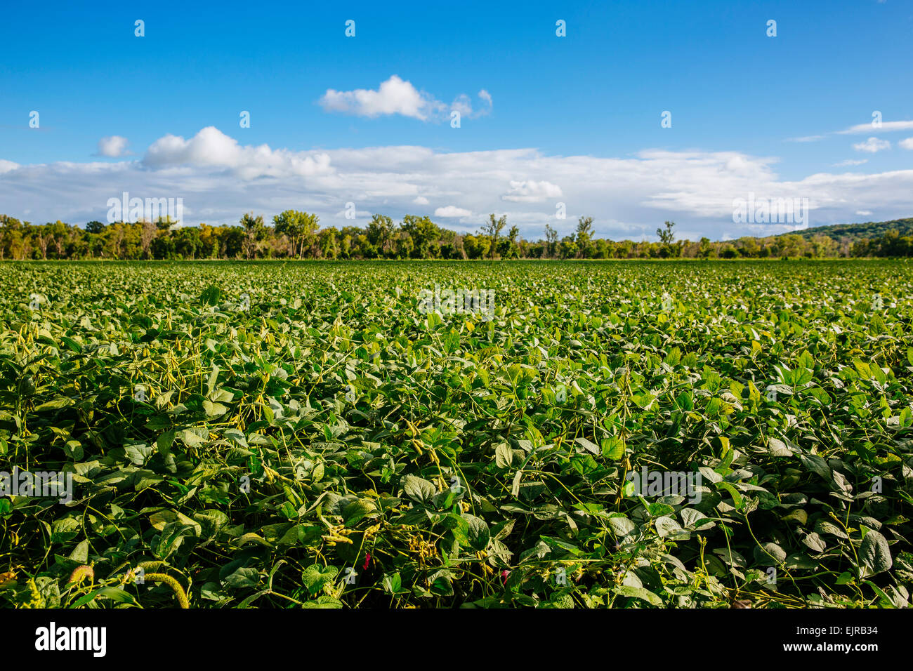 Crops growing in rural field under blue sky Stock Photo - Alamy