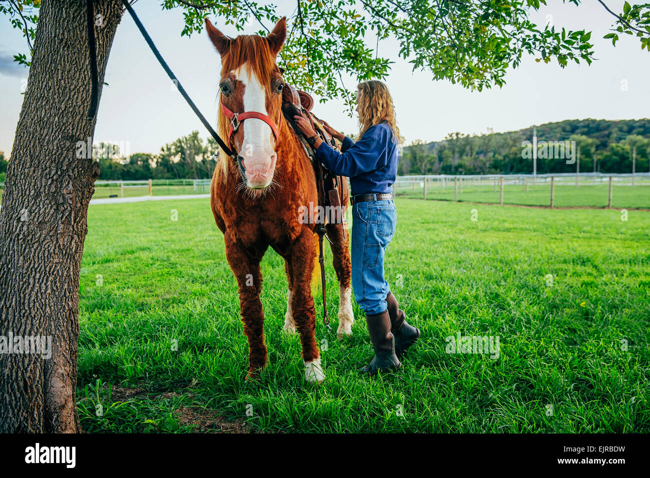 Brushing horse hires stock photography and images Alamy