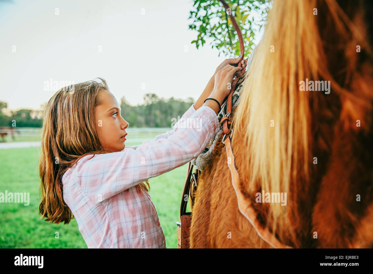 Caucasian girl fastening saddle on horse Stock Photo