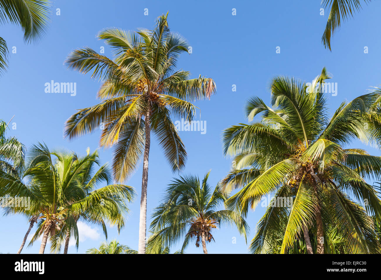 Forest of coconut palm trees over clear blue sky background Stock Photo