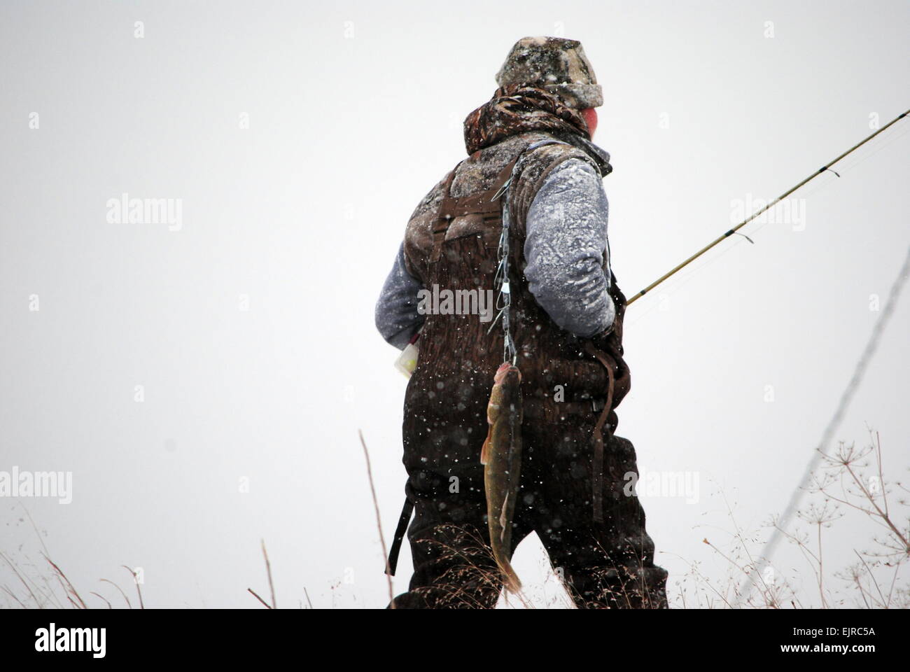 Walleyes caught, in the early spring, cold temperatures,Ohio, U.S.A. Stock Photo