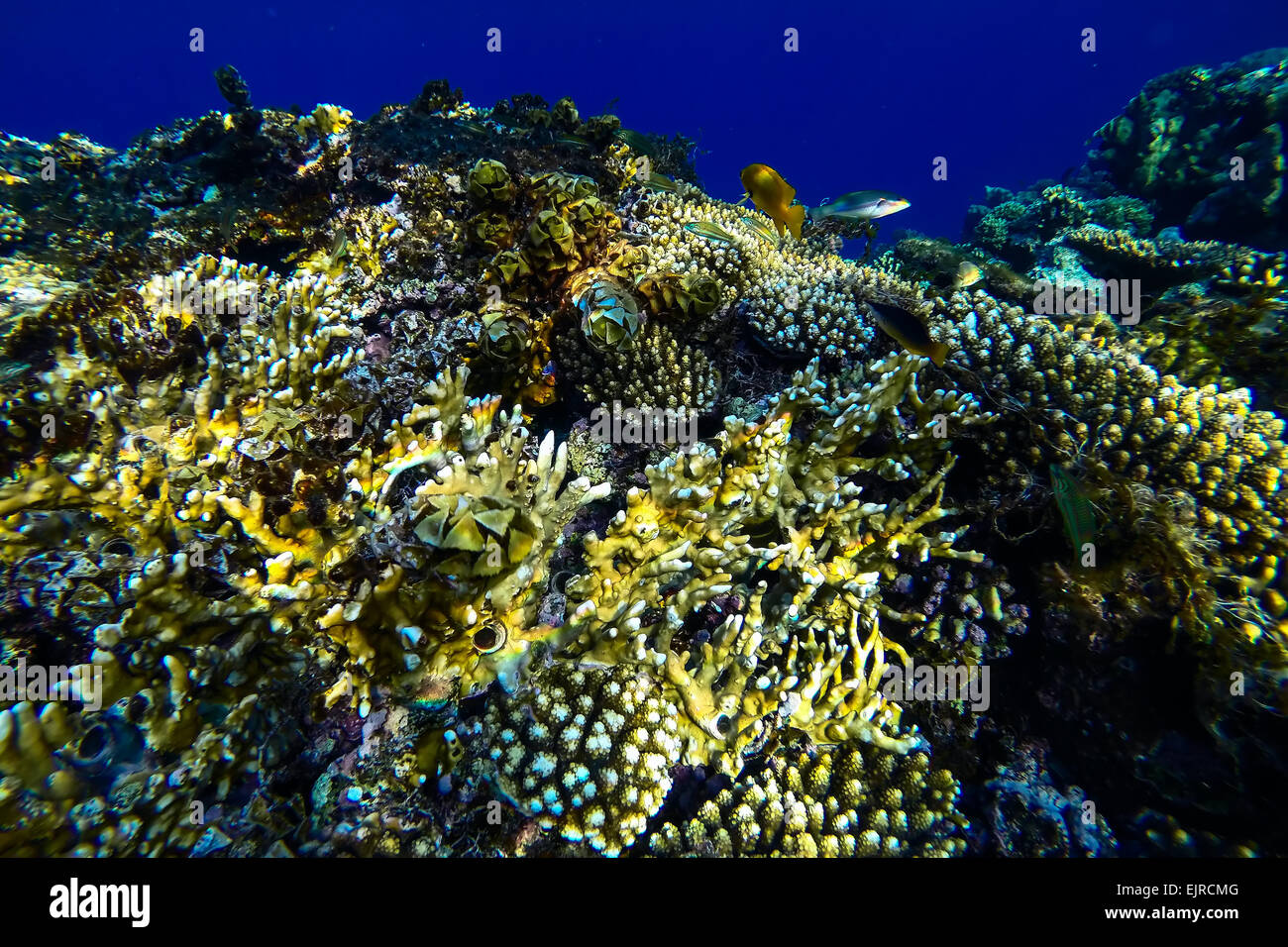 red sea coral reef with hard corals, fishes and sunny sky shining through clean water - underwater photo Stock Photo