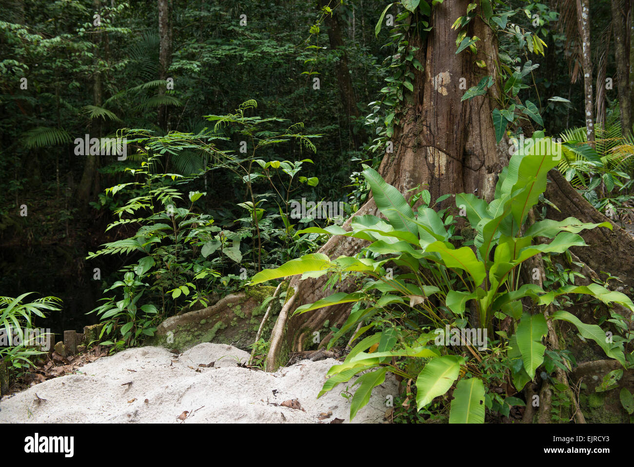 Jungle-fringed creek near Paramaribo, Suriname Stock Photo