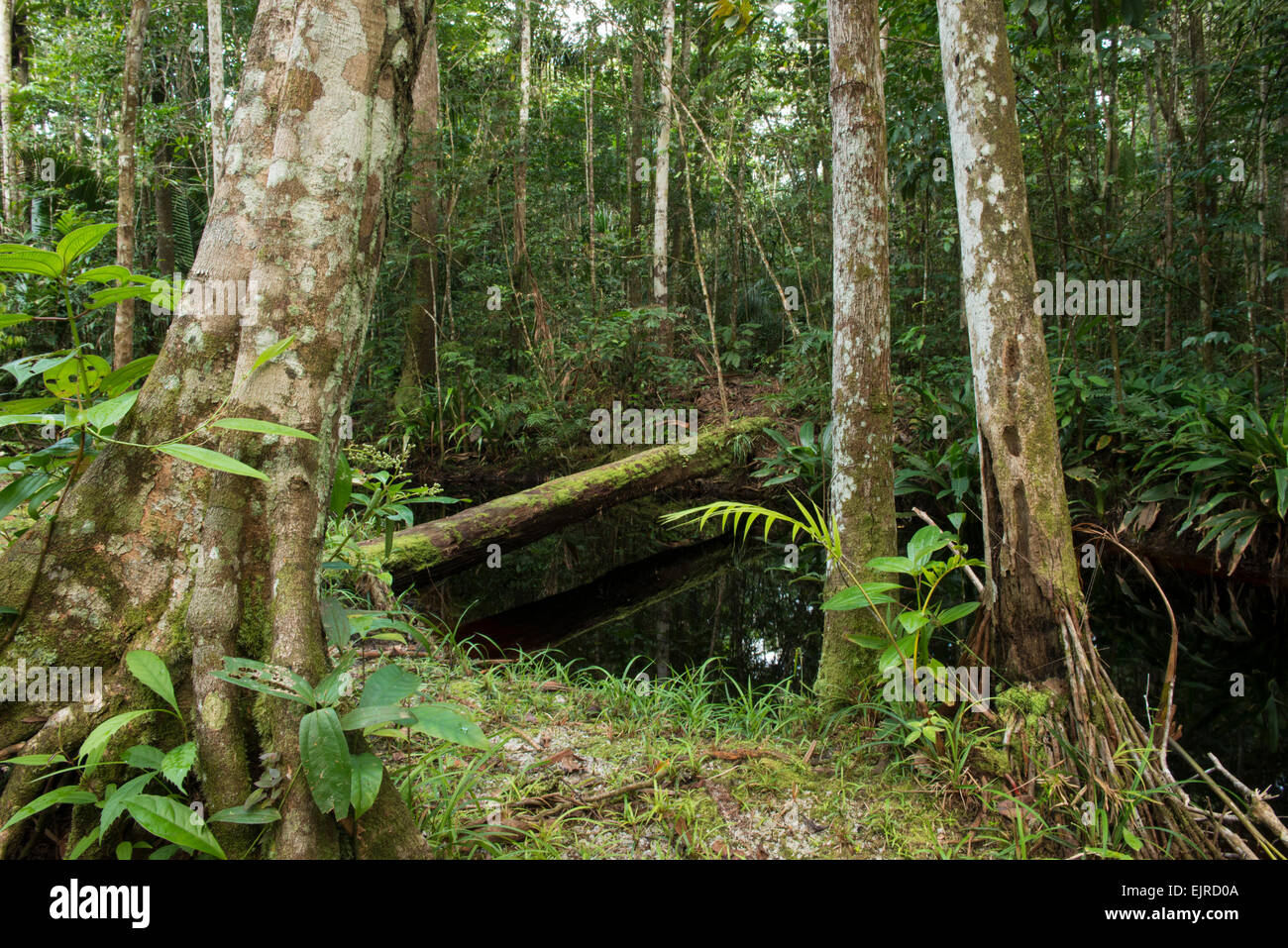 Jungle-fringed creek near Paramaribo, Suriname Stock Photo