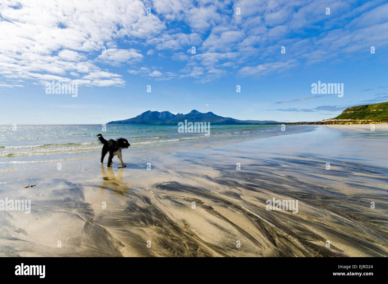 view of isle of rum from laig bay isle of eigg with terrier dog Stock Photo