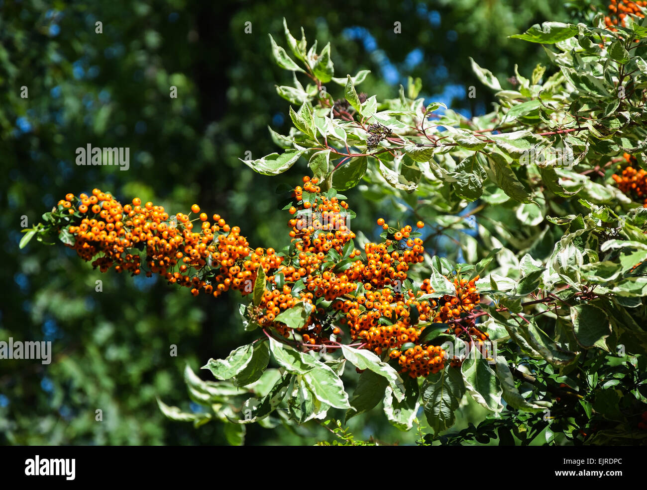 Berries of the fire thorn bush Stock Photo Alamy