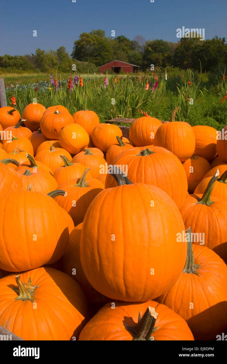 Pumpkins with barn at produce stand, Middlefield, Connecticut Stock