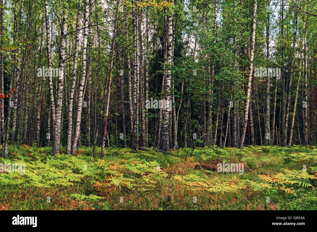 Forest landscape with birches, fern and fir-trees Stock Photo - Alamy