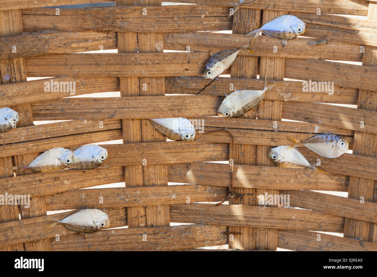 Fish in wicker basket Stock Photo Alamy