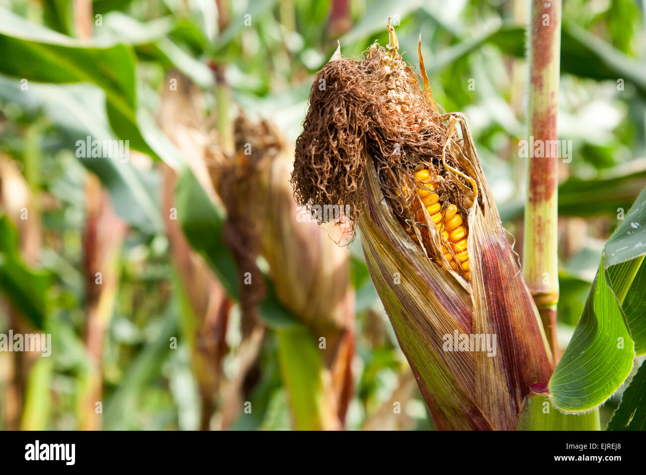An ear of corn remains on the stalk with mold and rot forming. The top