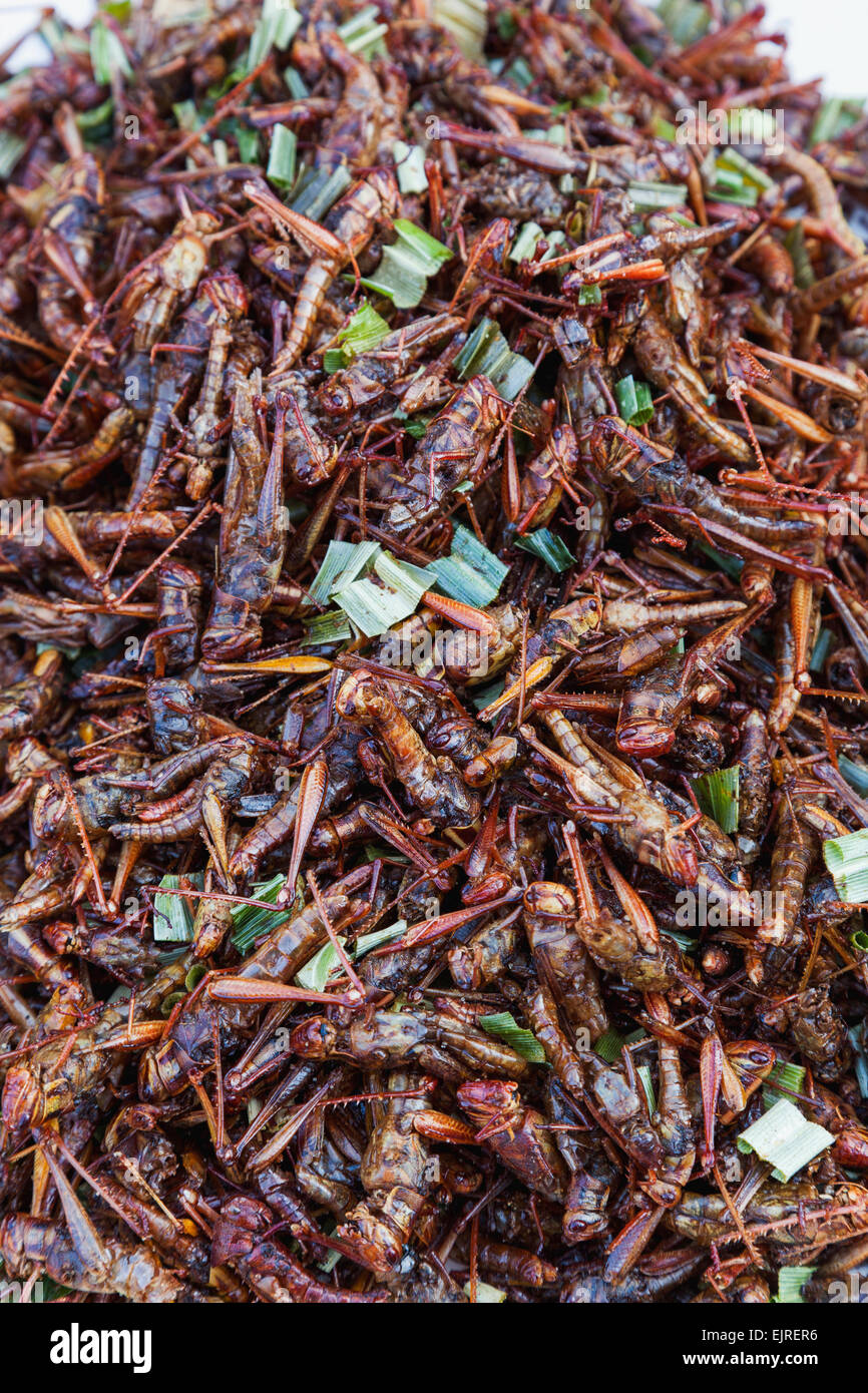 Edible locusts hires stock photography and images Alamy