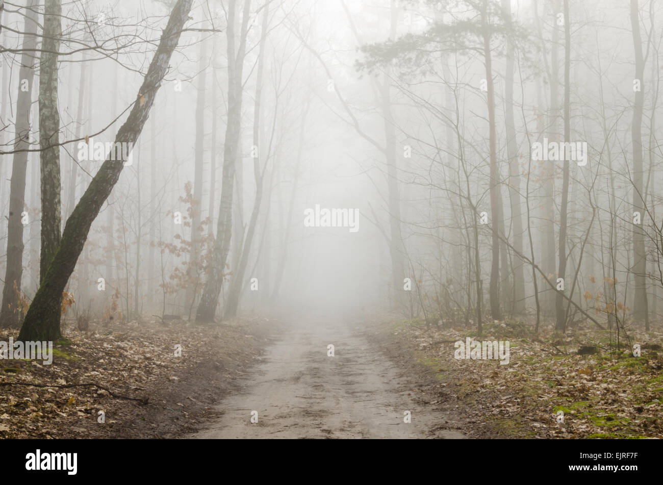 Trail in the autumnal fog forest hi-res stock photography and images ...