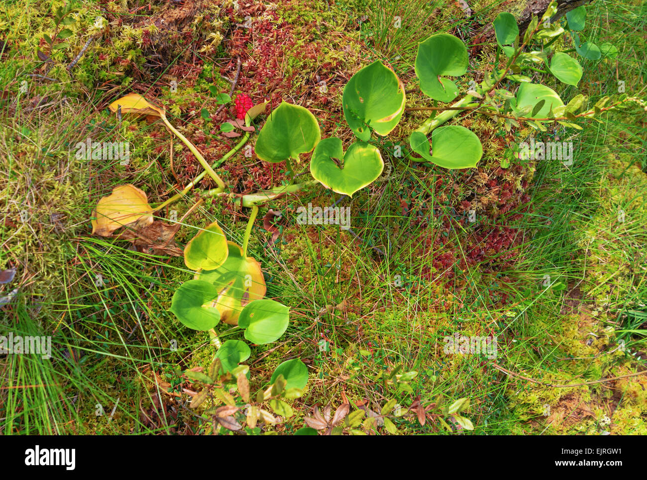 Red berry cluster lie on moss marsh background Stock Photo - Alamy