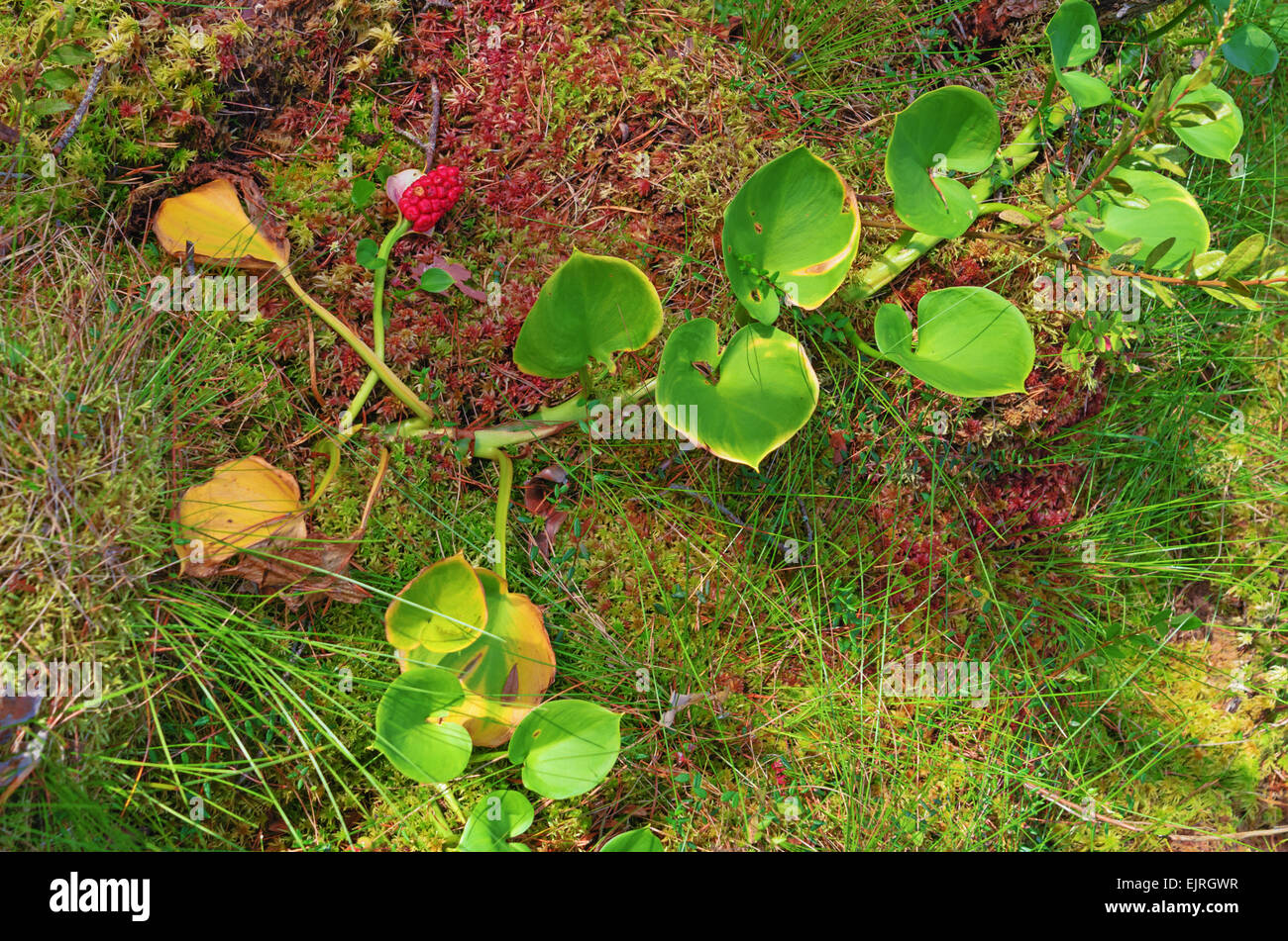 Red berry cluster lie on moss marsh background Stock Photo - Alamy