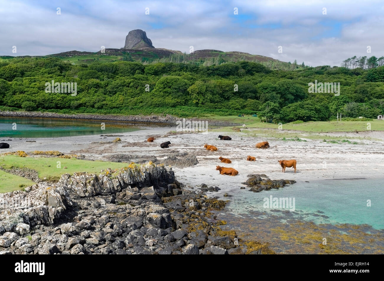 scaur of eigg beach with cattle on the small isles Stock Photo
