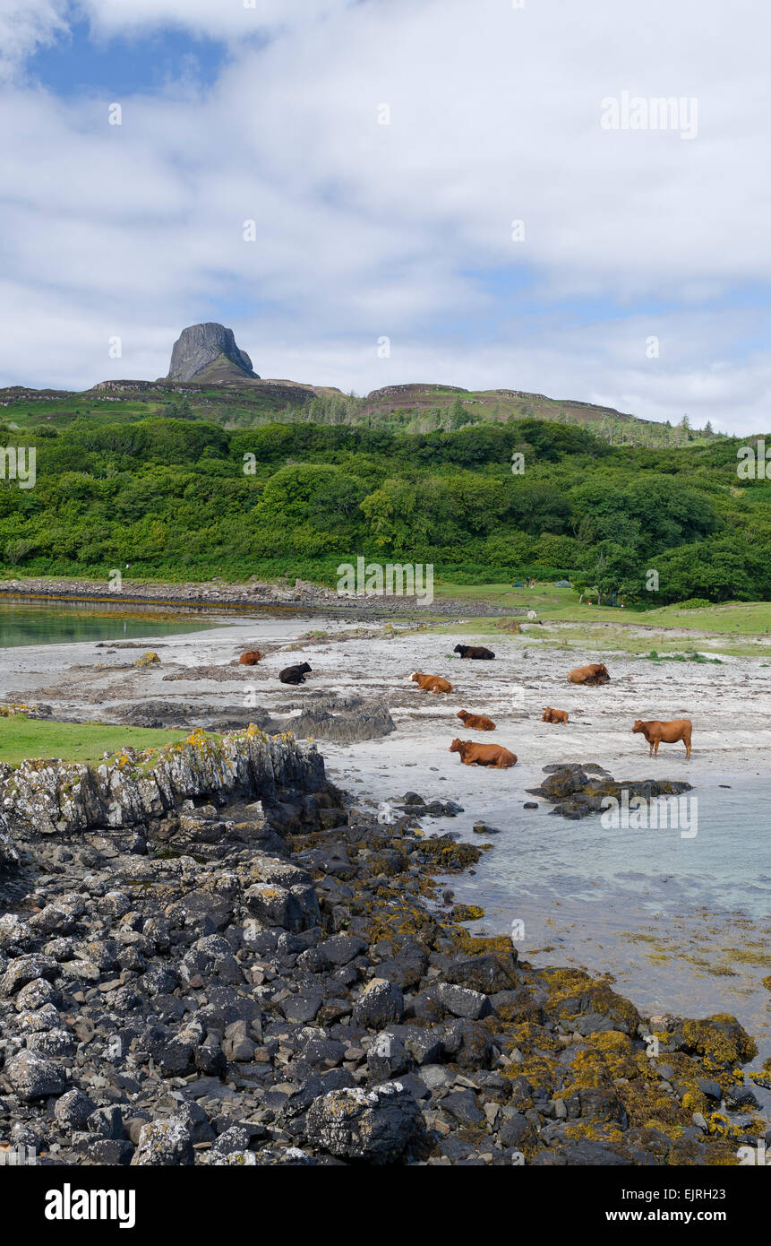scaur of eigg beach with cattle on the small isles Stock Photo