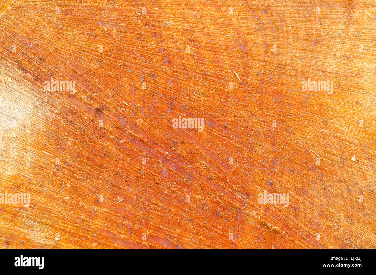 closeup to cut tree trunk texture background Stock Photo