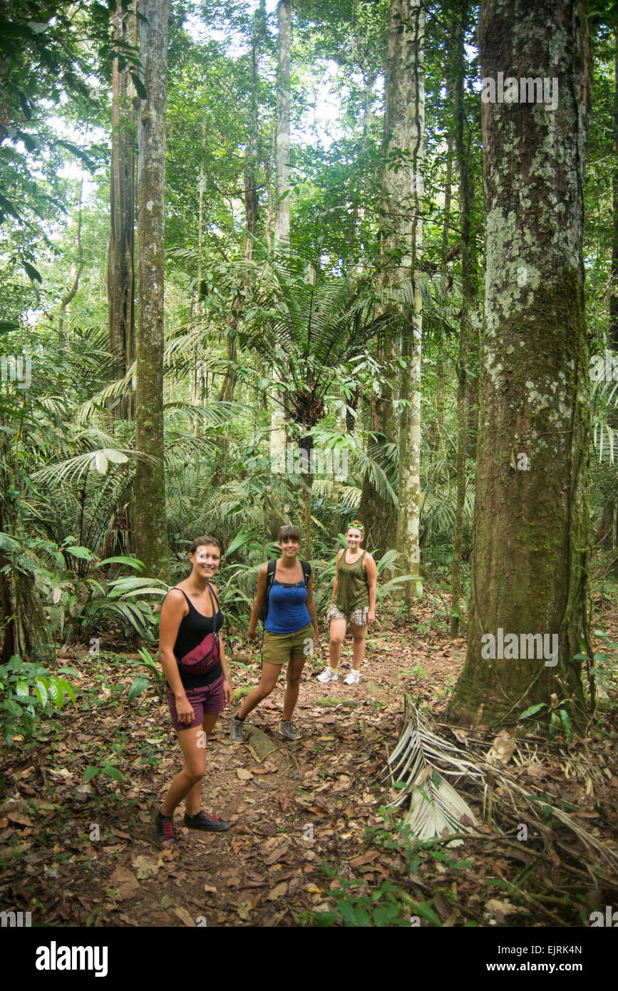 Tourists in the forest, Central Suriname Nature Reserve, Suriname Stock ...