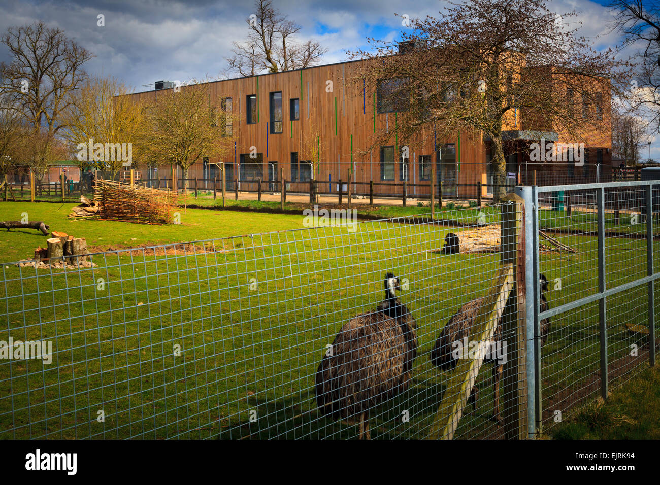 Rheas in a fenced enclosure at the Berkshire college of agriculture Stock Photo