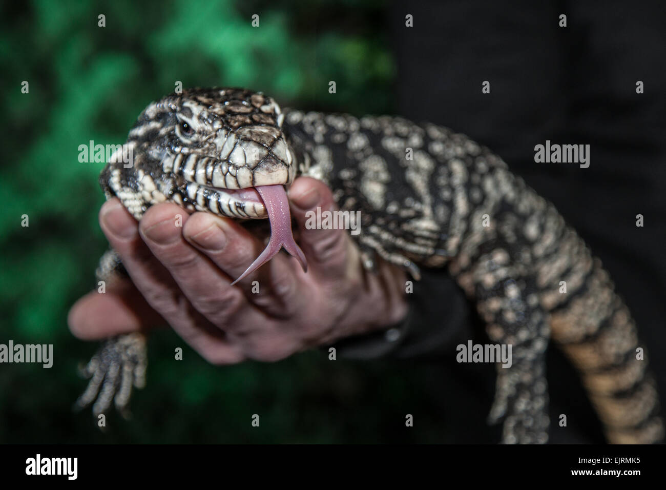 Reptile handling at Windmill Animal Farm, Rufford, Southport, West Lancashire Stock Photo