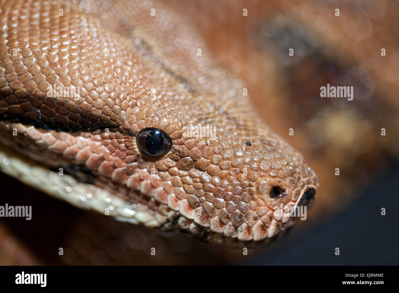 Pythons breeding farm hi-res stock photography and images - Alamy