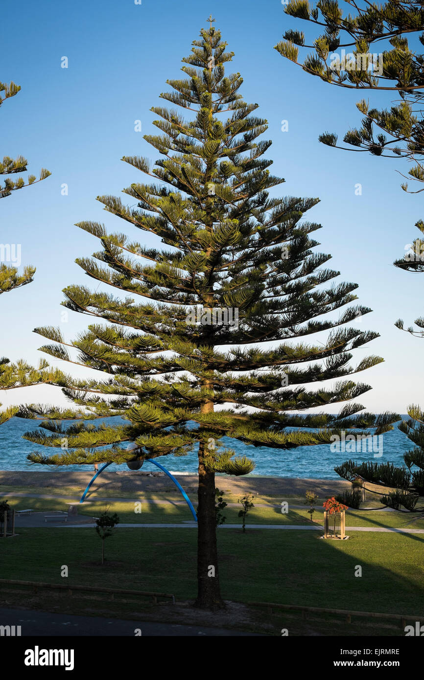 Norfolk Island Pine (Araucaria heterophylla, Araucaria excelsa), ornamental  tree on street side, Stock Photo, Picture And Rights Managed Image. Pic.  BWI-BS303950