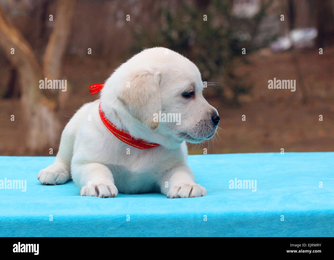 a yellow labrador puppy laying on blue background Stock Photo - Alamy