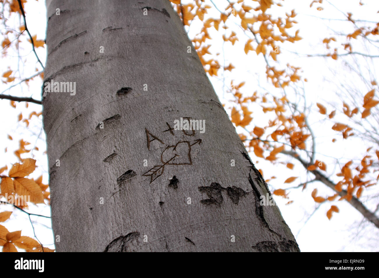 Initials are carved in a tree with a heart around them.  Autumn leaves are in the background. Stock Photo