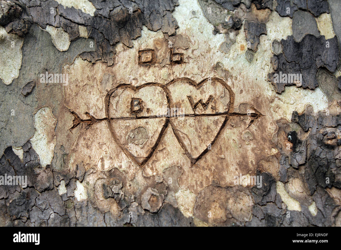 Initials with hearts around them are carved into the side of a tree Stock Photo