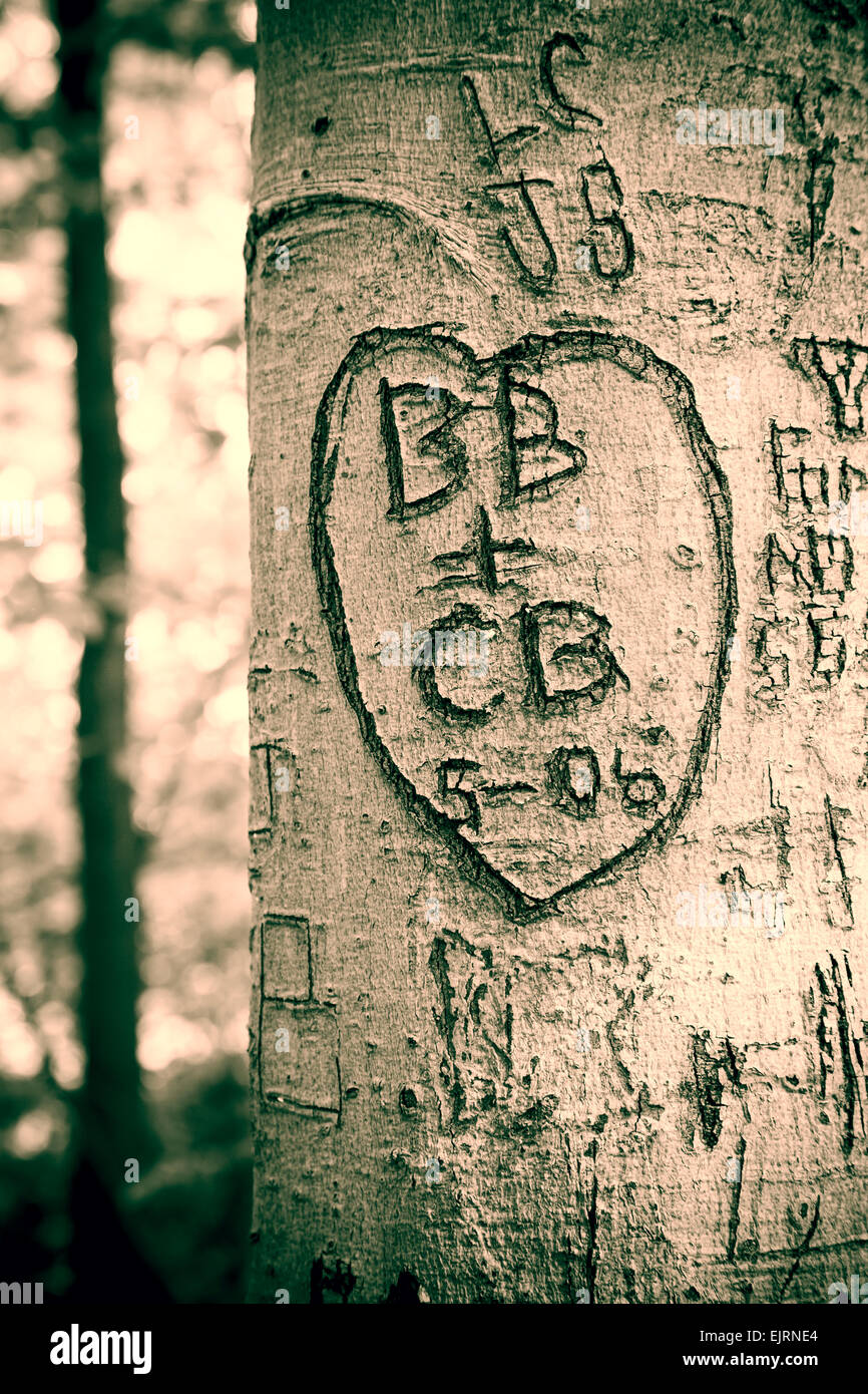 A tree is carved with all sorts of hearts and initials Stock Photo