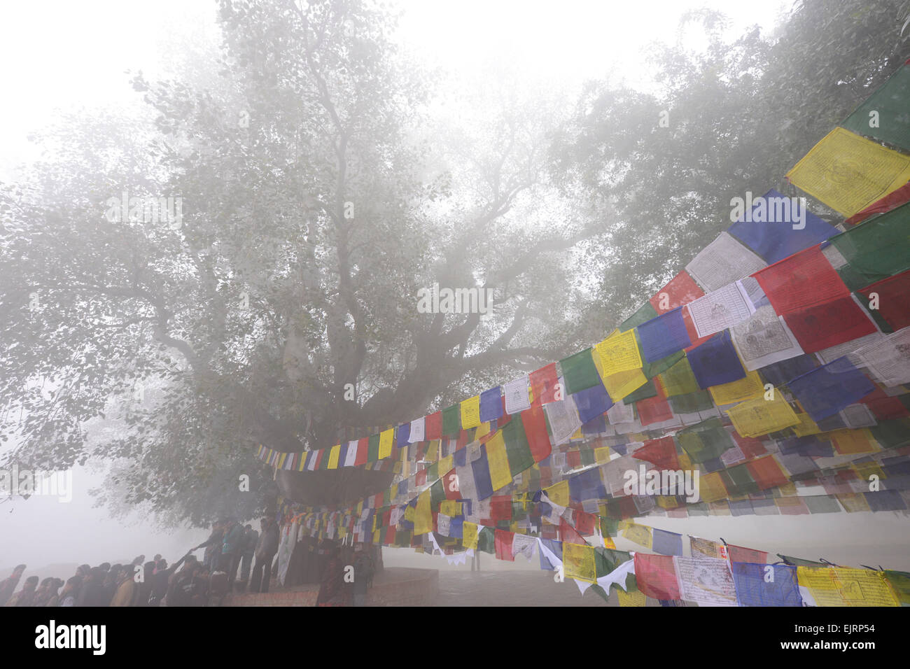 A sacred Bodhi tree in Lumbini, Nepal Stock Photo