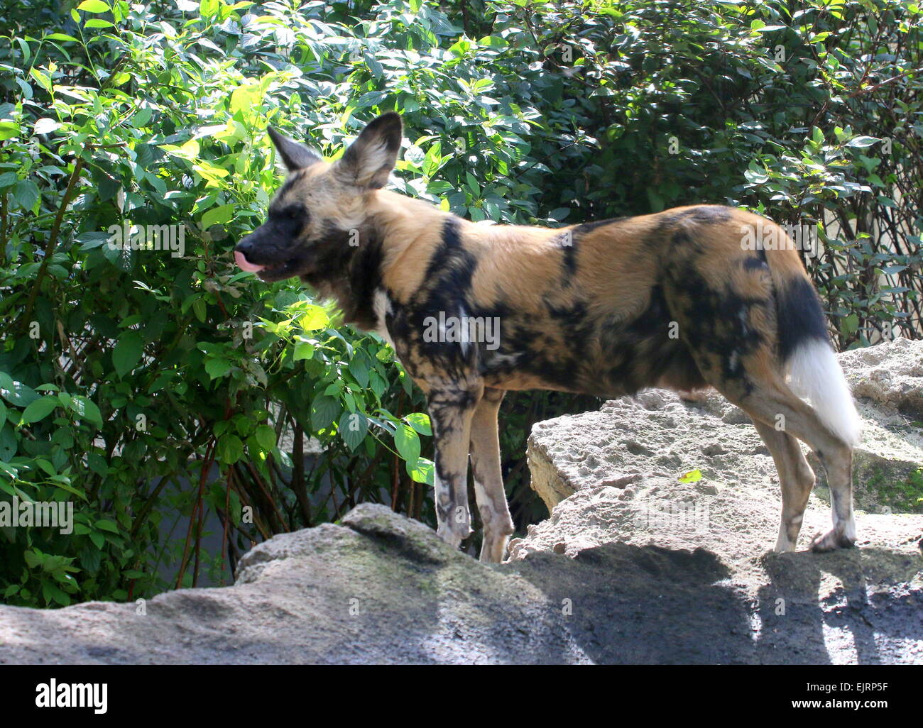 Close-up of an African wild dog (Lycaon pictus) licking his lips Stock Photo