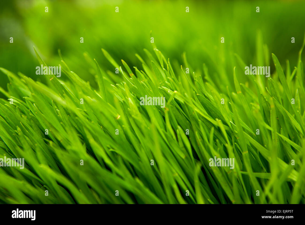 Close-up picture of fresh green grass Stock Photo - Alamy