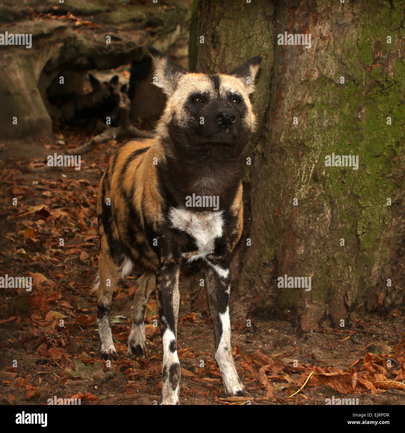 Close-up of an African wild dog (Lycaon pictus) Stock Photo