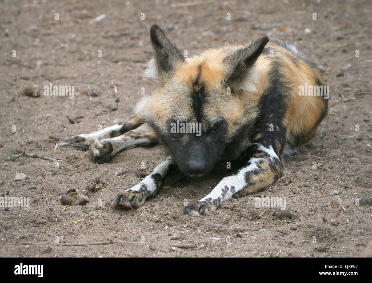 Close-up of a resting African wild dog (Lycaon pictus) Stock Photo