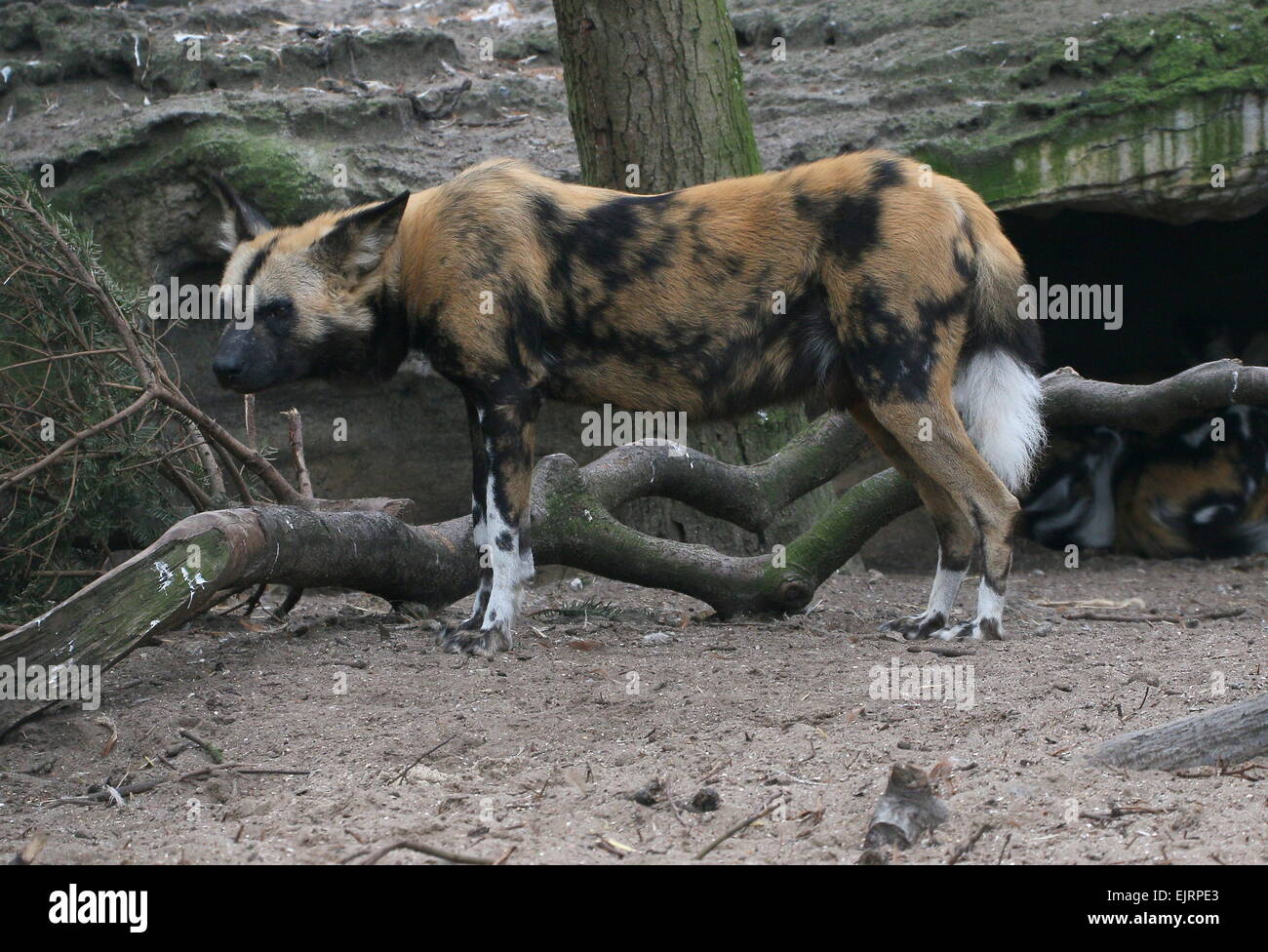 Close-up of an African wild dog (Lycaon pictus) Stock Photo