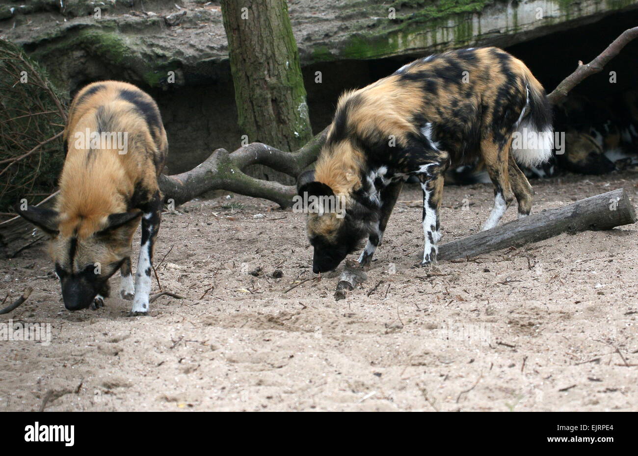 Two African wild dogs (Lycaon pictus) sniffing out a trail Stock Photo