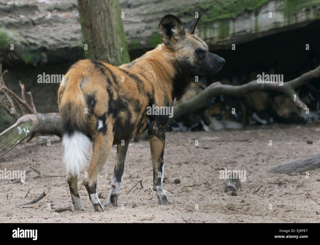 Close-up of an African wild dog (Lycaon pictus), seen in profile Stock Photo