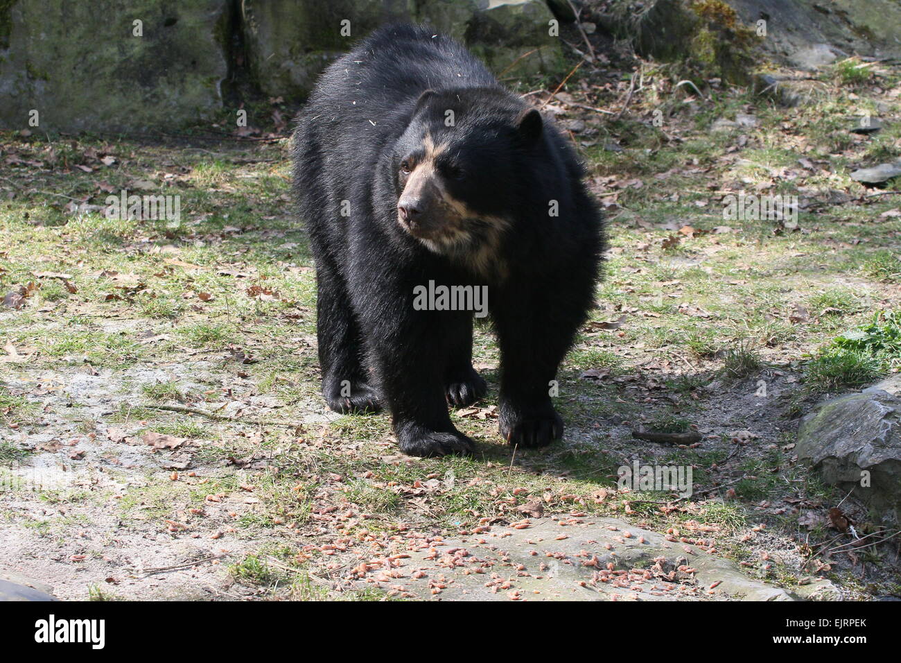 Spectacled or  Andean bear (Tremarctos ornatus) Stock Photo