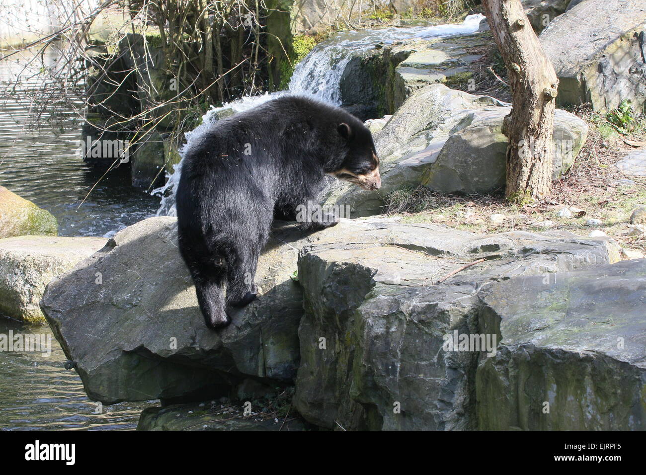 Spectacled or  Andean bear (Tremarctos ornatus) climbing up a river bank Stock Photo
