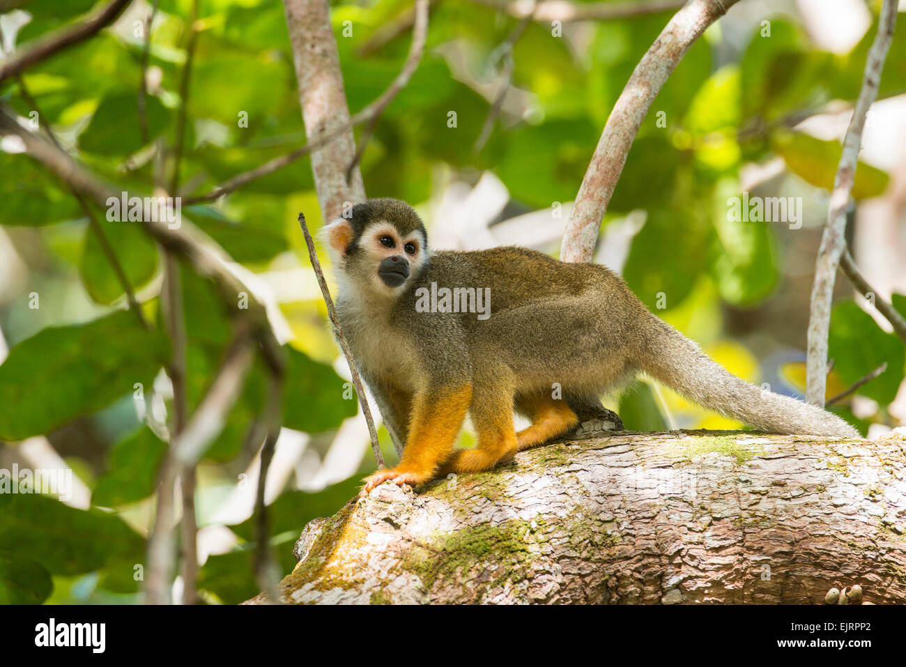Squirrel monkey, Saimiri, Central Suriname Nature Reserve, Suriname