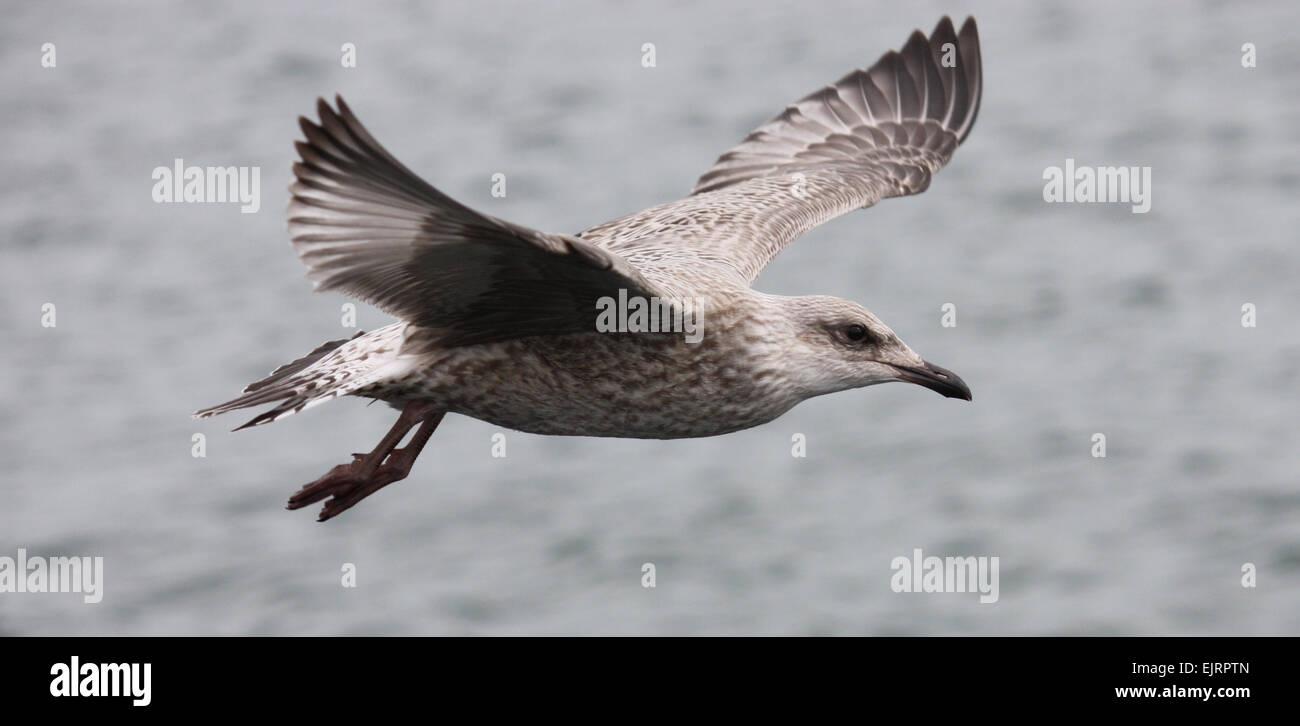 A Beautiful Seagull Flying above the Sea. Stock Photo