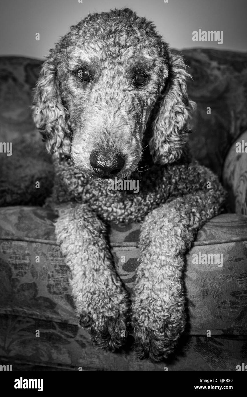 A silver colored Standard Poodle sits on a sofa and poses for a photo.  Black and white colortone Stock Photo