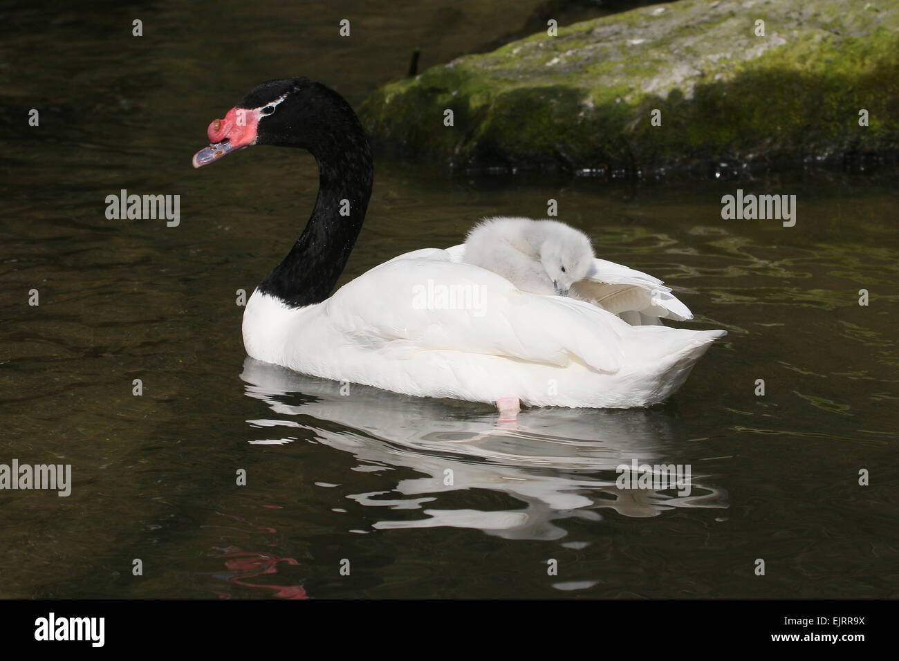 Cygne Noir High Resolution Stock Photography And Images Alamy Cygne Noir High Resolution Stock Photography And Images Alamy