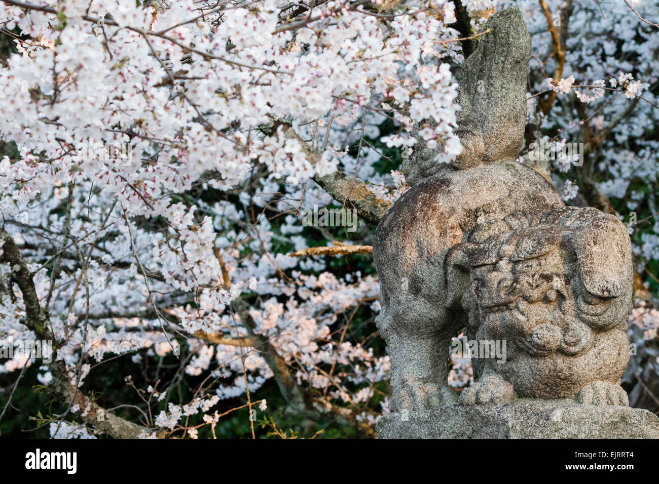 Japanese Lion Dog surrounded by cherry blossoms Stock Photo Alamy
