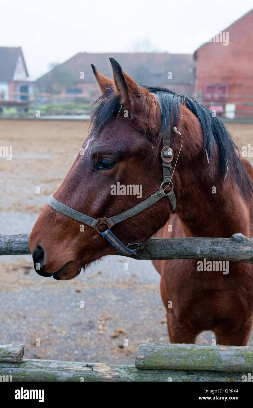 Thoroughbred horse at a walk. Ranch in Chernyakhovsk. Kaliningrad region. Stock Photo