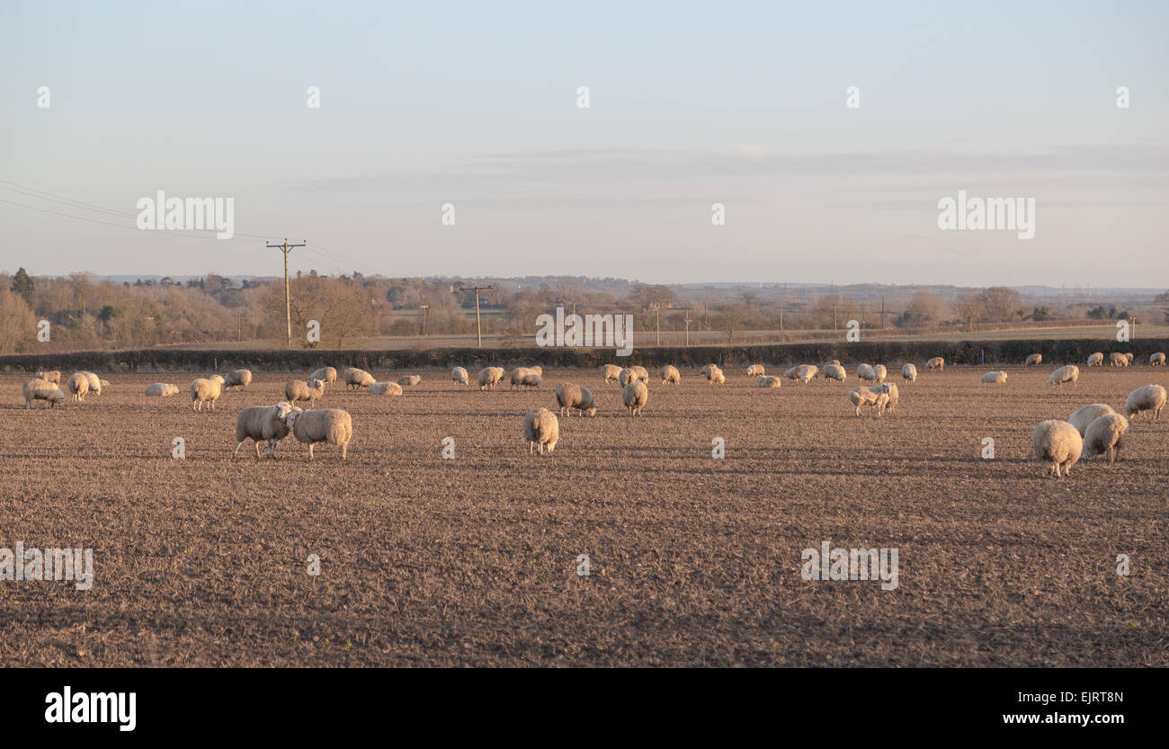Large amounts of sheep in a field Stock Photo